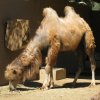 bactrian camel-4